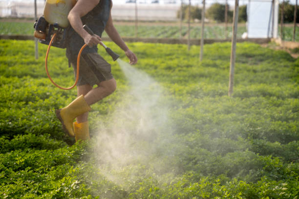 Best Local Pest Control Services  in Greeneville, TN