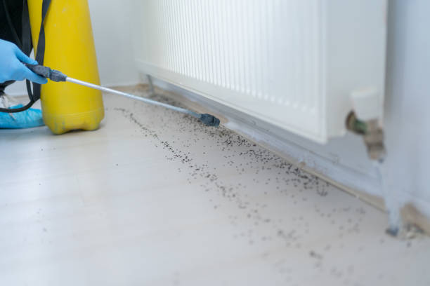 Best Affordable Pest Control Services  in Greeneville, TN